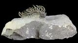 Spine-On-Spine Koneprusia Trilobite - Best Of The Best! #64917-6